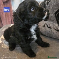 Cavapoo dogs - Advert 5