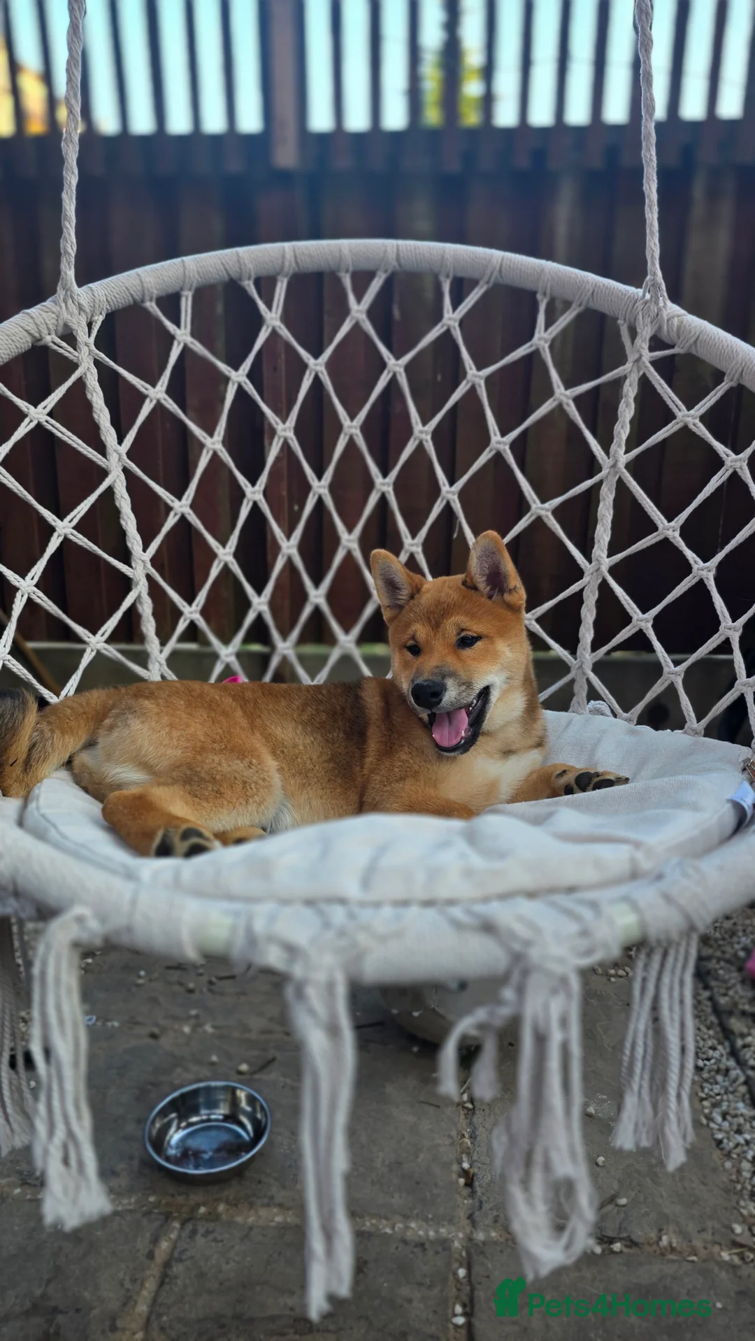 Japanese Shiba Inu dogs for sale: A wonderful Shiba looking for a new, loving h in Goole - Advert 2