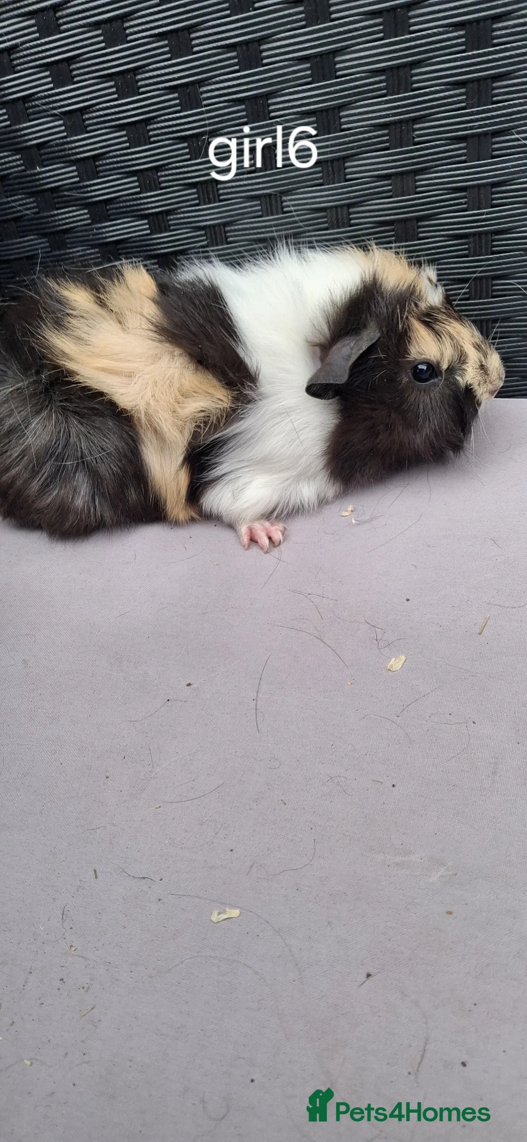 Guinea Pig rodents for sale: Baby boys and baby girl guinea pigs - Advert 2