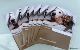 Cockapoo dogs for sale: Cockapoos  - Image 19