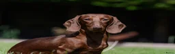 Miniature Dachshund dogs for stud: Miniature Dachshund Stud - Advert 1
