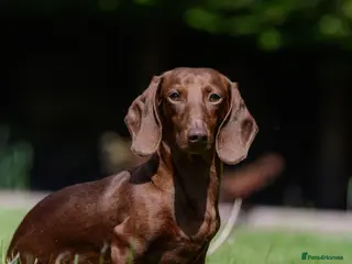 Miniature Dachshund dogs Miniature Dachshund Stud - Advert 4