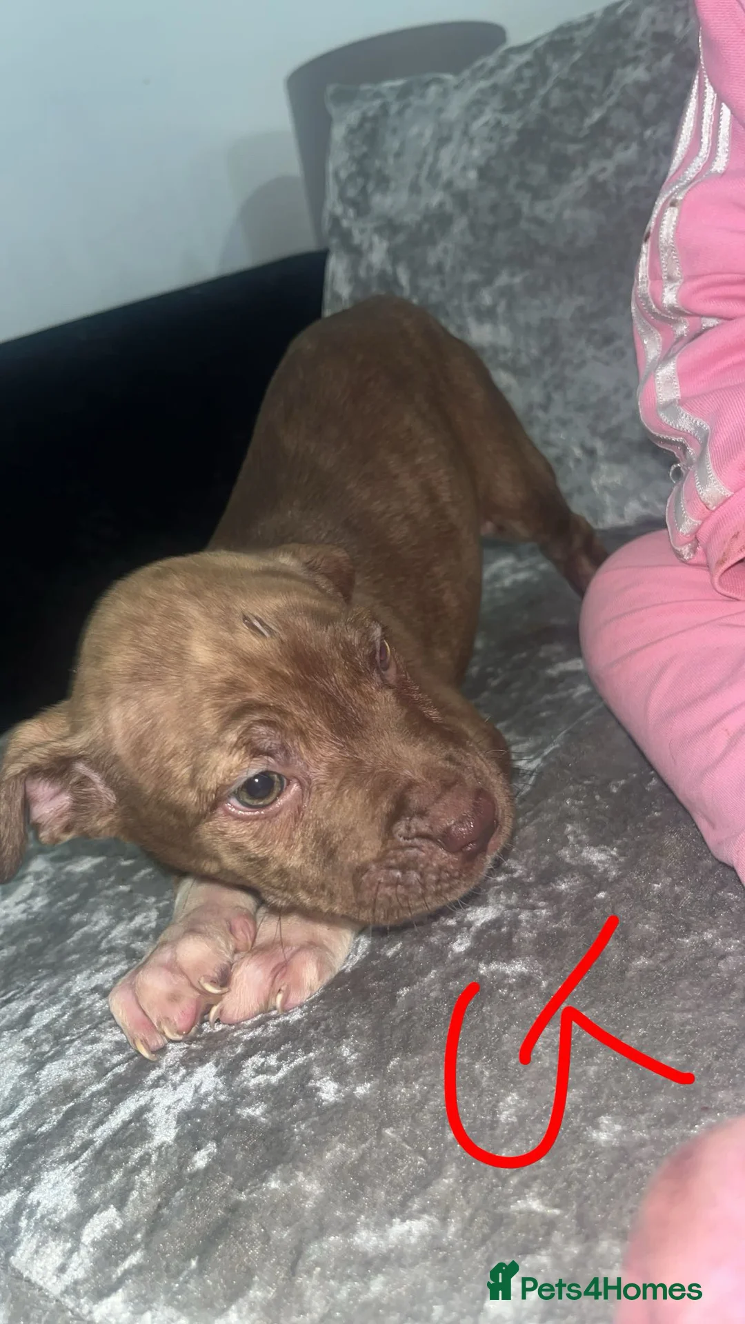 Mixed Breed dogs for sale:  Chunky Staffy x Cane Corso Puppies  - Advert 13