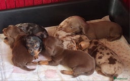 Miniature Dachshund dogs for sale: MINIATURE DASCHUND BOYS  - Advert 13