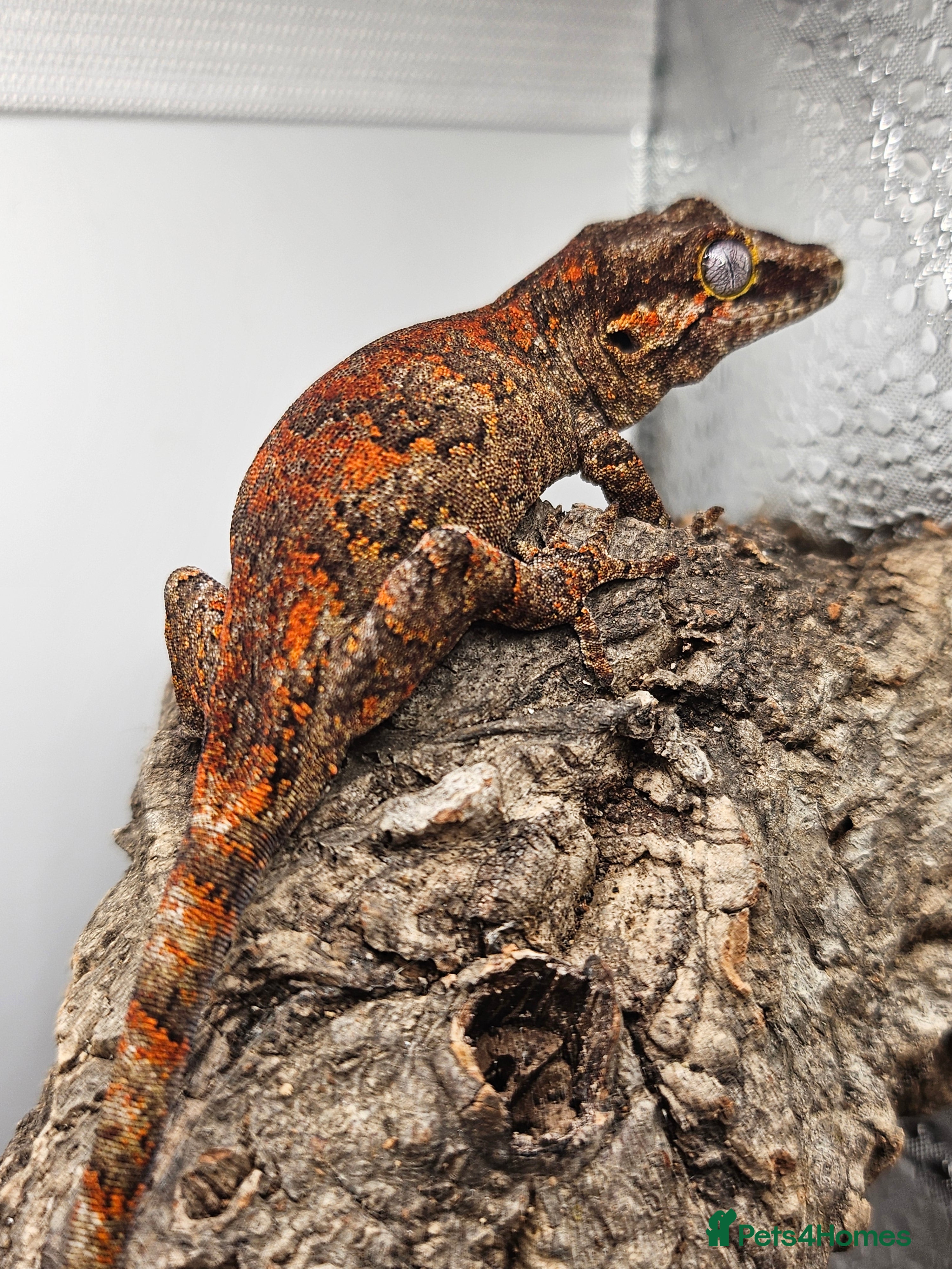 Gecko reptiles 4 Gargoyle Gecko Babies for sale - Advert 17