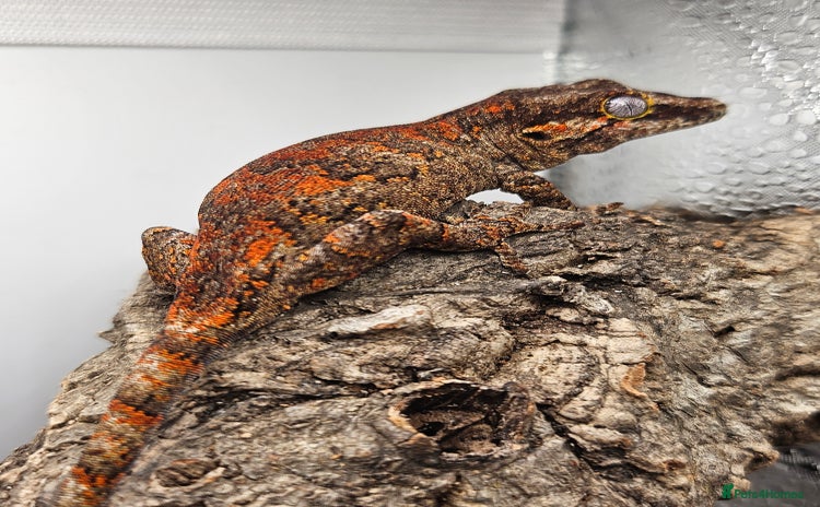 Gecko reptiles - Advert 14