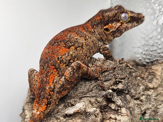 Gecko reptiles for sale: 5 Gargoyle Gecko Babies for sale - Advert 1