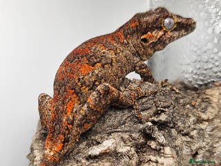 Gecko reptiles 3 Gargoyle Gecko Babies for sale - Advert 17