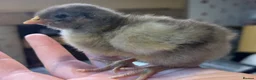 Chickens poultry for sale: Orpington Chicks and hatching eggs available  - Advert 9