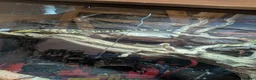Monitor reptiles for sale: Cumingi water monitor in Barnsley - Advert 2