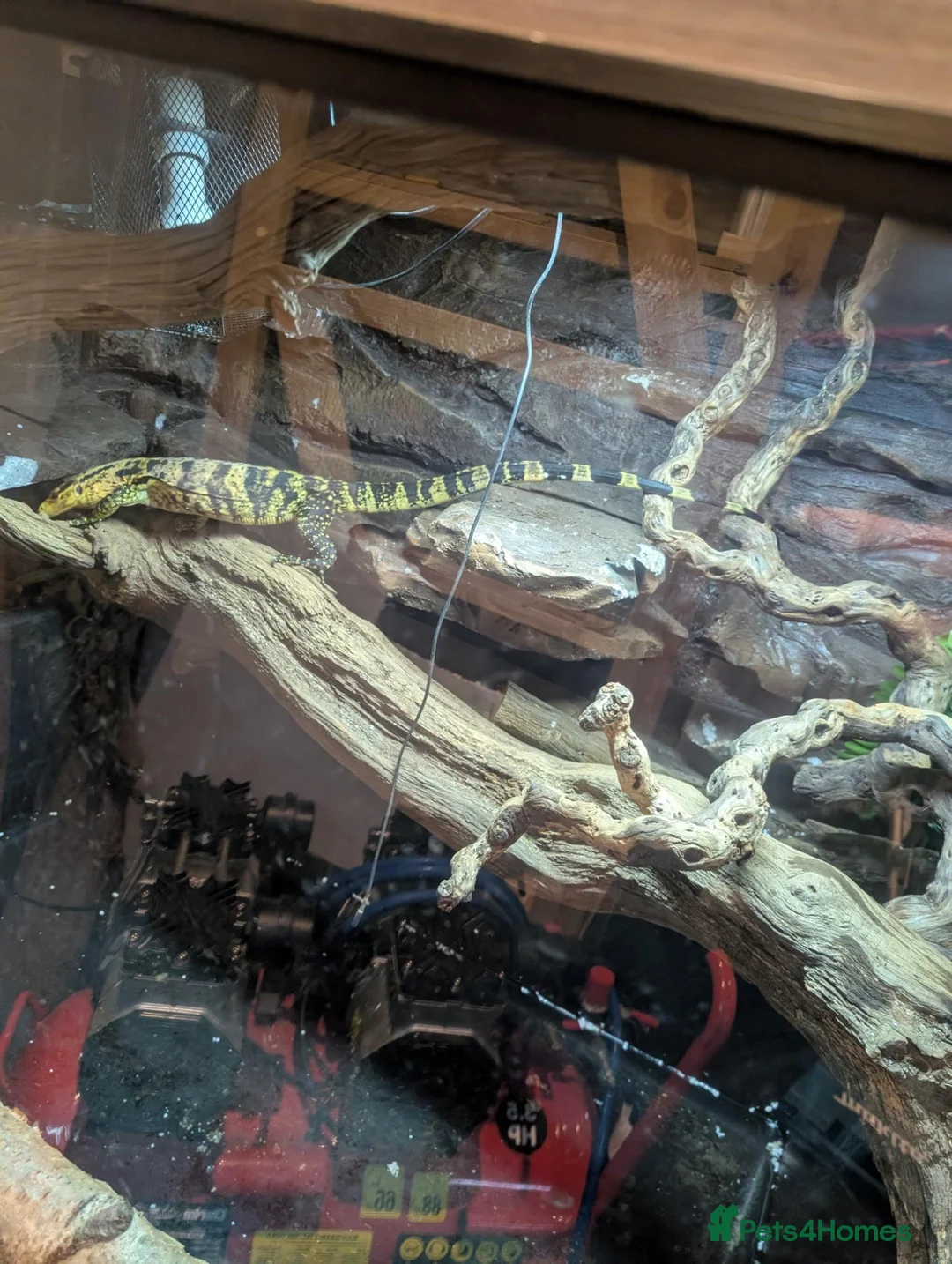 Monitor reptiles for sale: Cumingi water monitor in Barnsley - Advert 2