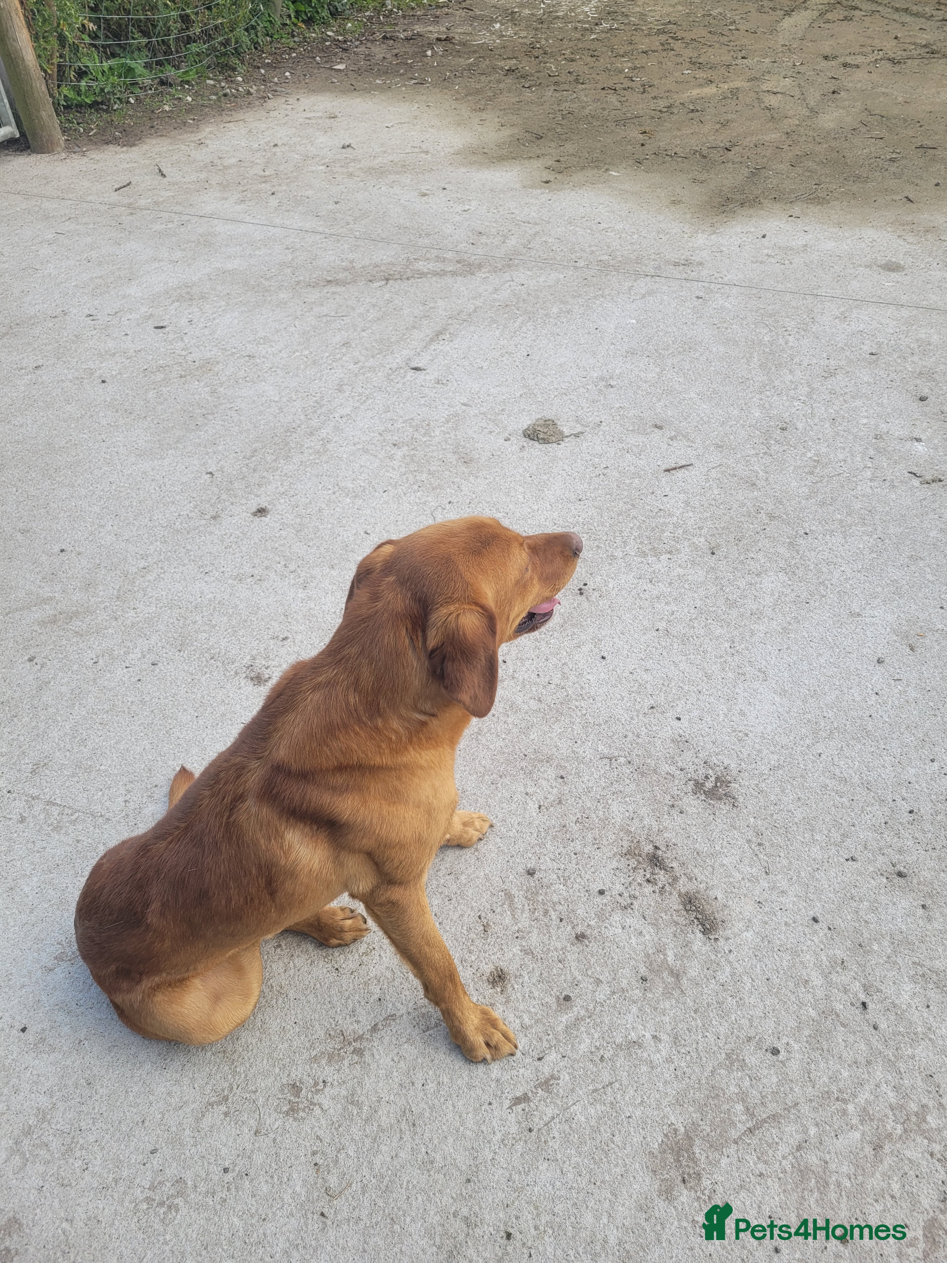 Labrador Retriever dogs Labradors for sale - Advert 17