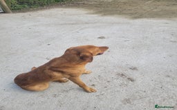 Labrador Retriever dogs for sale: Labradors for sale - Image 1