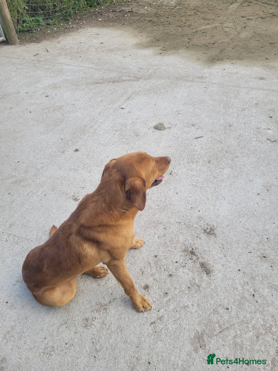 Labrador Retriever dogs for sale: Labradors for sale - Image 1