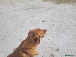 Labrador Retriever dogs - Advert 6