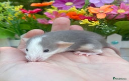 Rat rodents for sale: Absolutely gorgeous baby dumbo rats! - Image 8