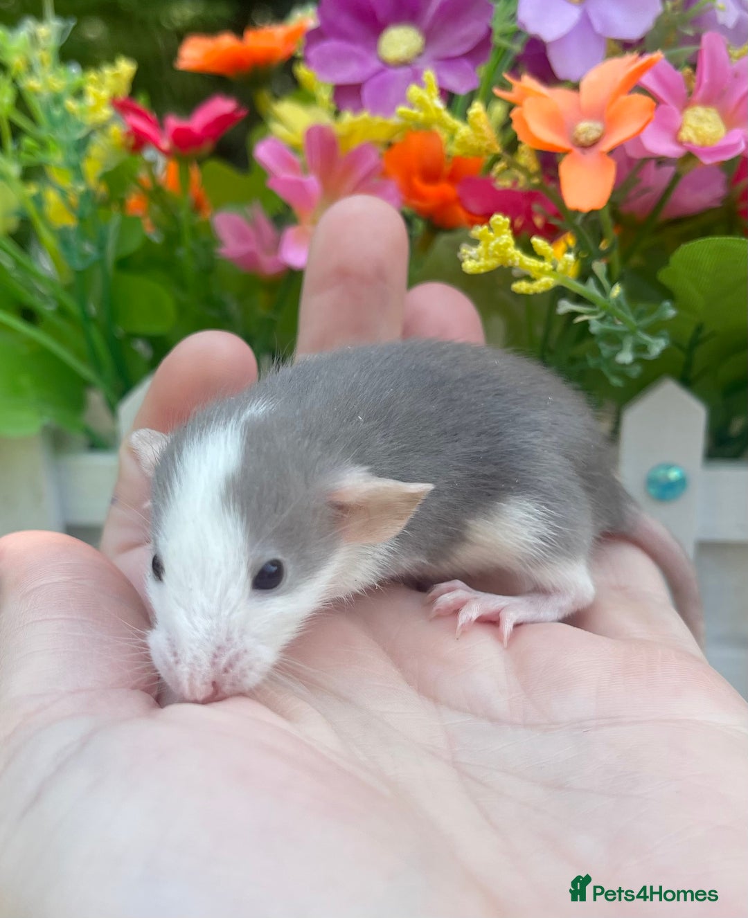 Rat rodents for sale: Absolutely gorgeous baby dumbo rats! - Image 8
