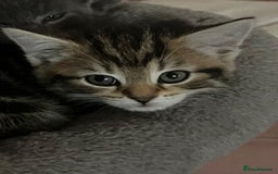 Bengal cats for sale: Bengal cross kittens one grey boy one brown girl - Image 15