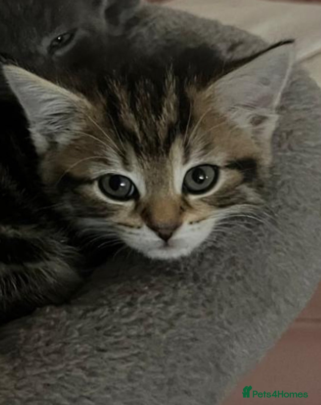 Bengal cats for sale: Bengal cross kittens one grey boy one brown girl - Image 15