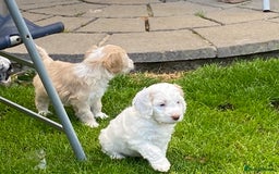 Cockapoo dogs for sale: Beautiful cockapoo puppy’s  - Image 6