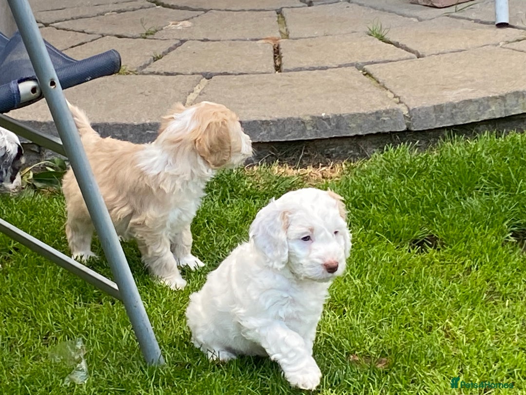 Cockapoo dogs for sale: Beautiful cockapoo puppy’s  - Image 6
