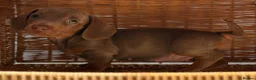 Miniature Dachshund dogs for sale: KC STUNNING COLOURED BLUE EYED SMOOTH & LONG COATS - Advert 27