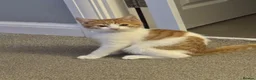 Mixed Breed cats for sale: Kitten  - Advert 3