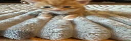 British Shorthair cats for sale: Lovely kittens for sale  in Wembley - Advert 11