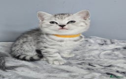 British Shorthair cats for sale: Beautiful gccf registered bsh kittens  - Image 1