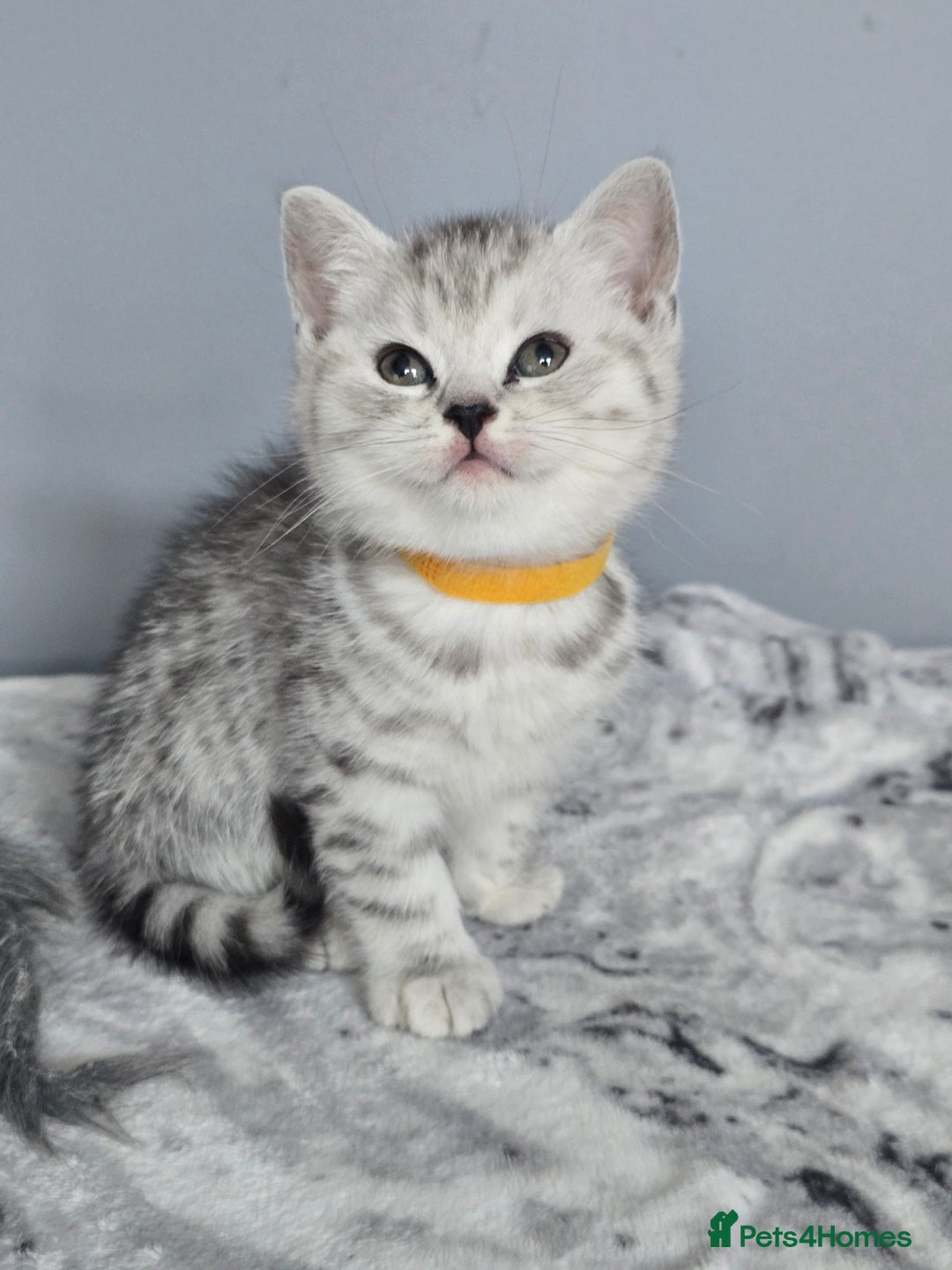 British Shorthair cats for sale: Beautiful gccf registered bsh kittens  - Image 1