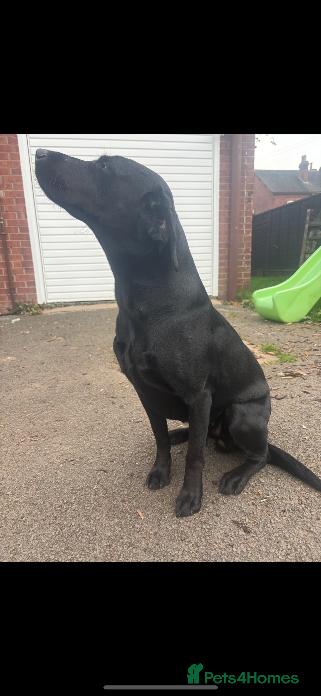 Labrador Retriever dogs for sale: Beautiful Mixed Colour Litter  - Image 9