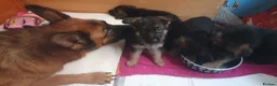 German Shepherd dogs for sale: German sheperd puppies Champion line - Advert 4