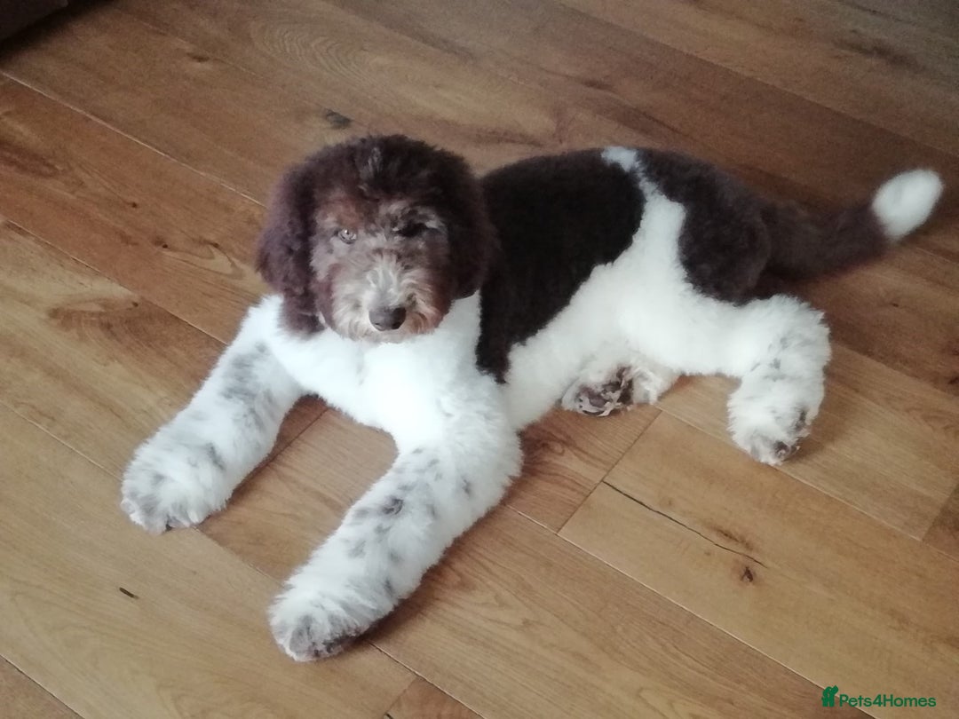 Labradoodle dogs for stud: Labradoodle Stud - Image 7