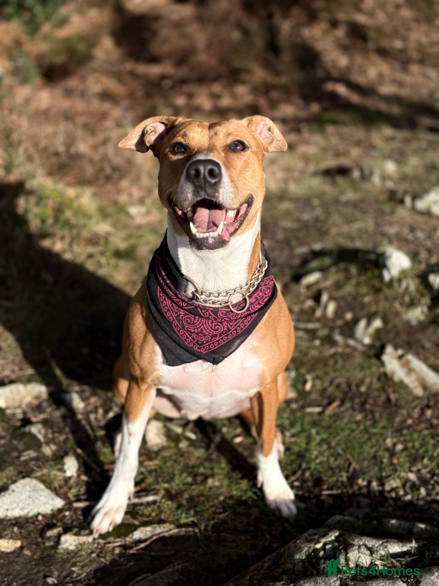 Mixed Breed dogs Nala - beautiful family dog  - Advert 4