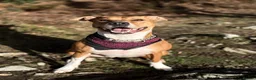 Mixed Breed dogs for sale: Nala - beautiful family dog  - Advert 1