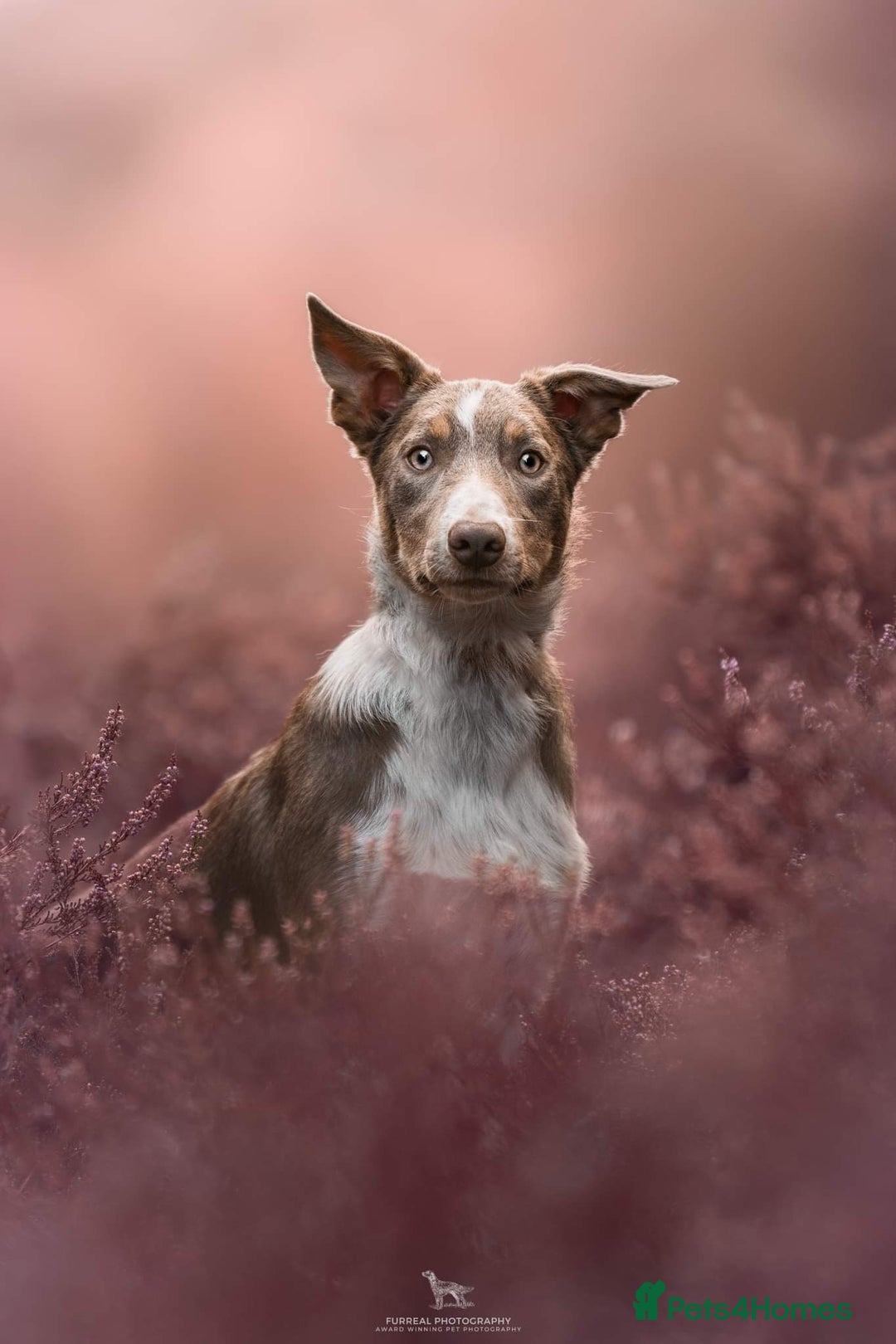 Border Collie dogs for stud: Health tested KC/ISDS smoothcoat lilac for stud  - Image 4