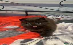 Mixed Breed cats for sale: Very Gorgeous Longhair  male kitten for sale  - Image 1