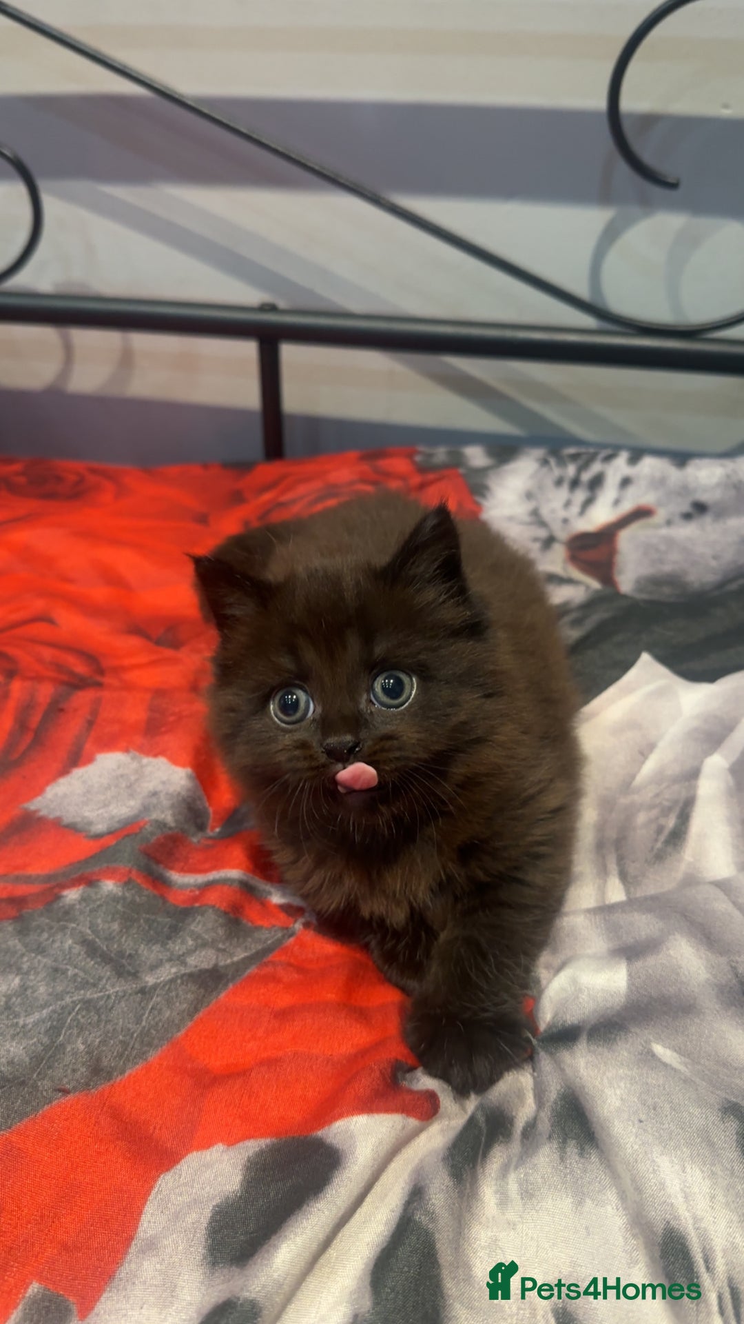Mixed Breed cats for sale: Very Gorgeous Longhair  male kitten for sale  - Image 1