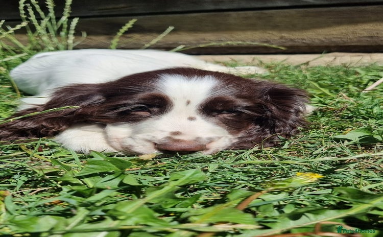 Cocker Spaniel dogs - Advert 3