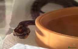 Corn Snake reptiles for sale: Tessera het lavender cornsnakes - Image 6