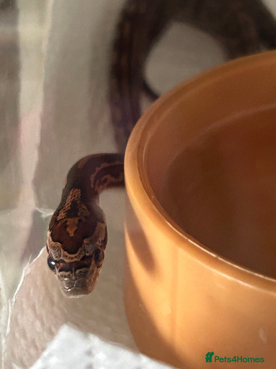 Corn Snake reptiles for sale: Tessera het lavender cornsnakes - Image 6
