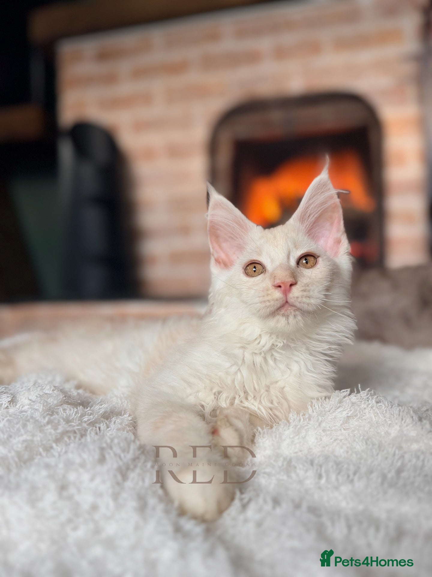 Maine Coon cats for sale: Red smoke Maine Coon Kitten, shaded lines - Advert 10