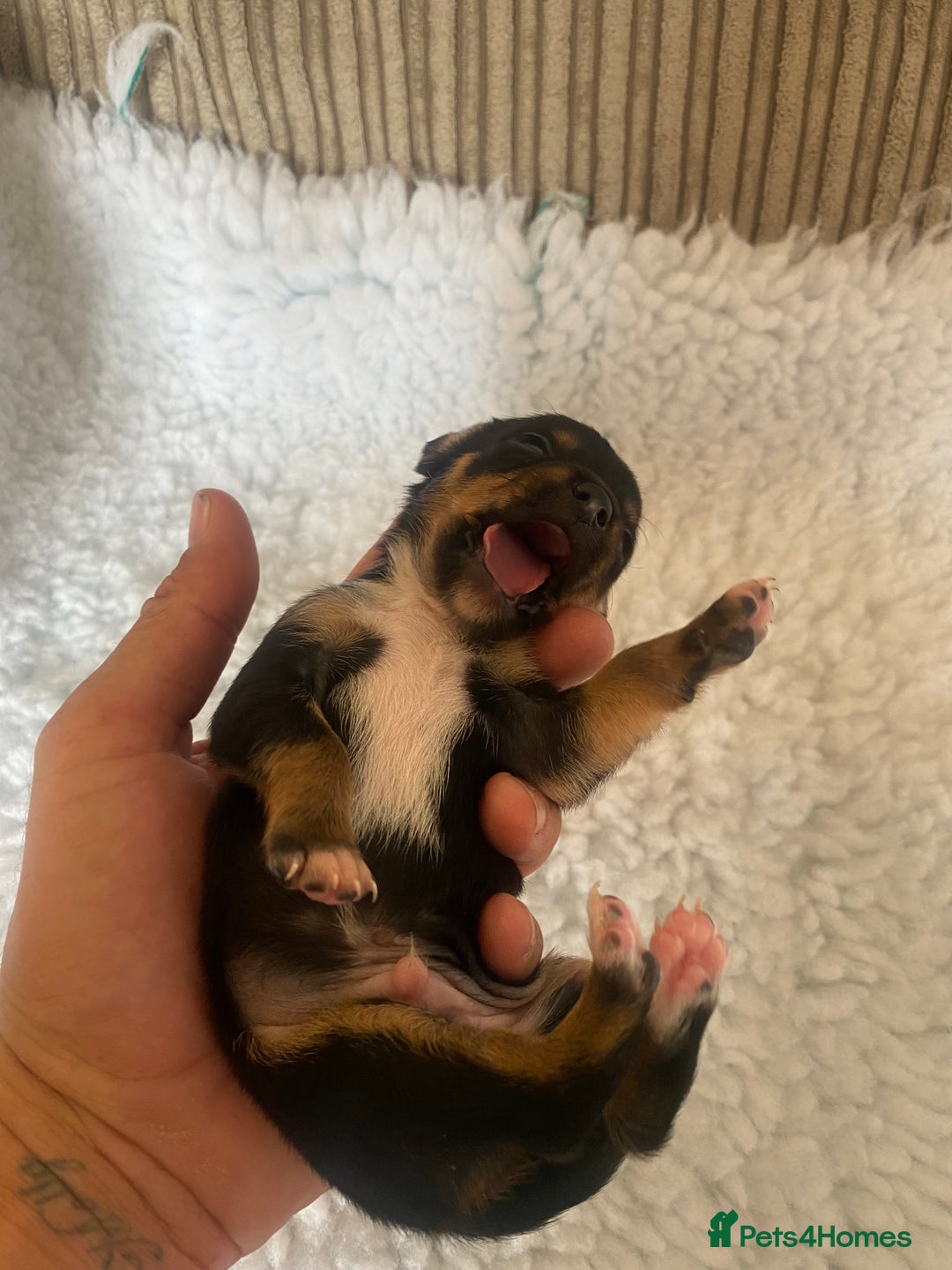 Mixed Breed dogs for sale: Tiny chiweenie puppy’s  - Image 11