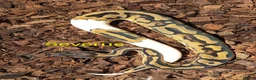 Python Snake reptiles for sale: Ball pythons (8mth). Pied/Firefly/Gene X/Mojave) - Advert 24