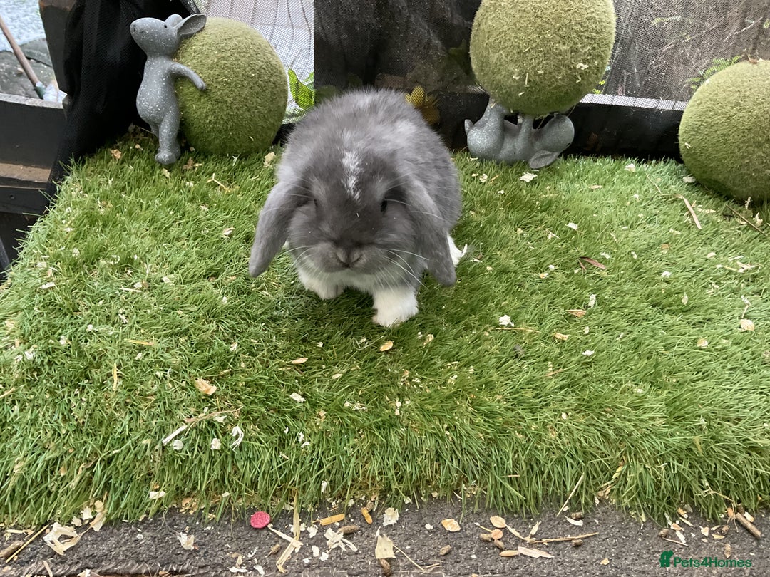 Mini Lop rabbits for sale: Baby mini lops and mini lion lop baby rabbits - Advert 10