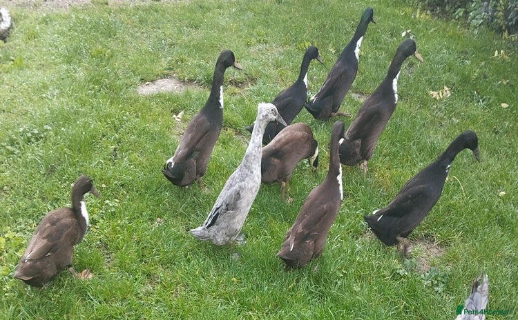 Ducks poultry - Advert 1