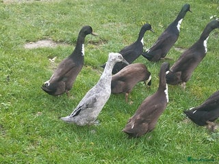 Ducks poultry 9 Indian runner ducks for sale - Advert 19