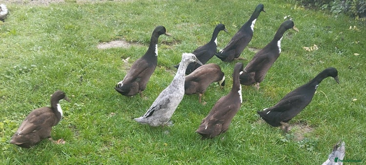 Ducks poultry - Advert 1