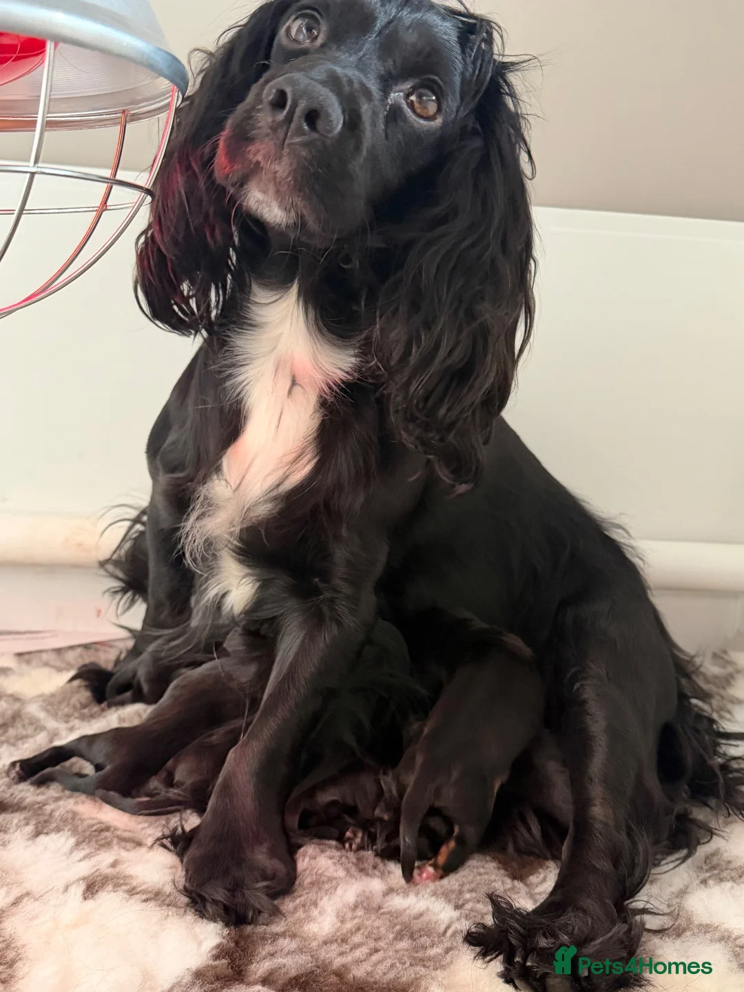 Cocker Spaniel dogs for sale: Working Cocker Spaniel  - Advert 12