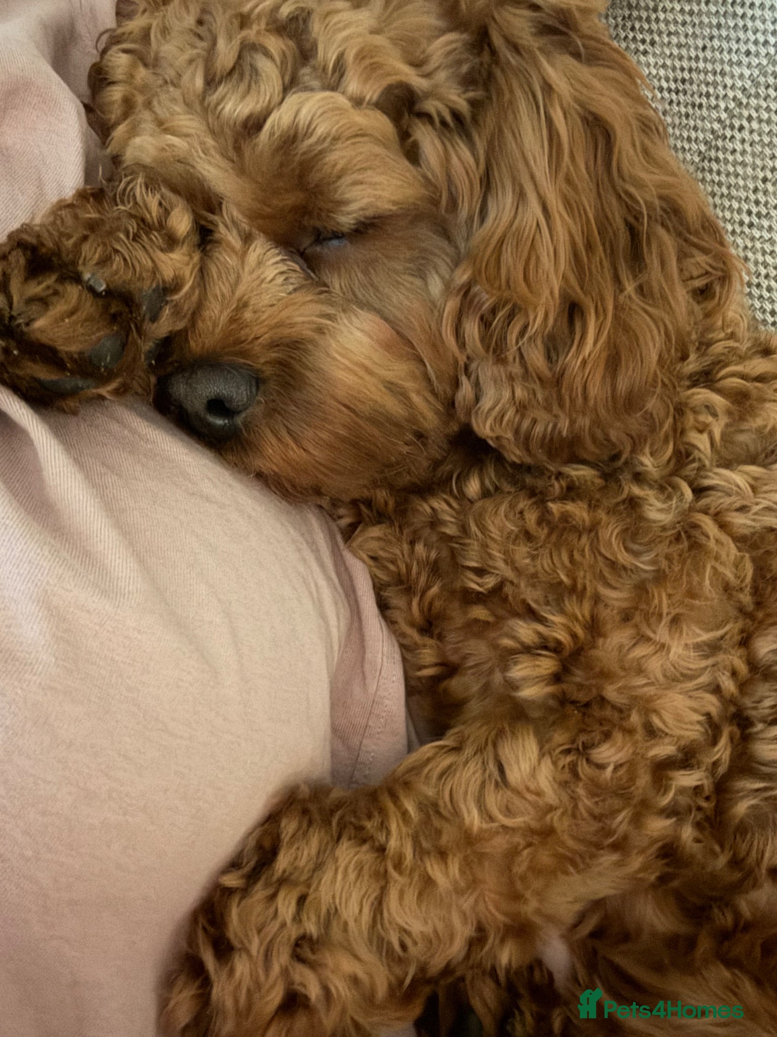 Cavapoo dogs for sale: Teddy 🐾 - Advert 16